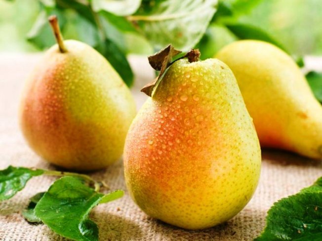 Урожайность груши