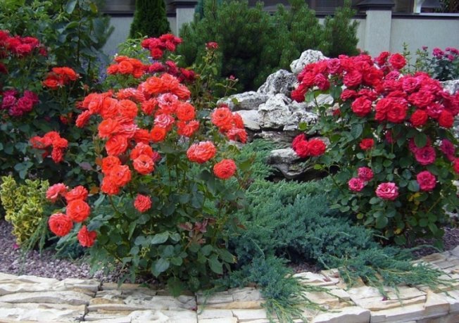 Красные цветы для клумбы