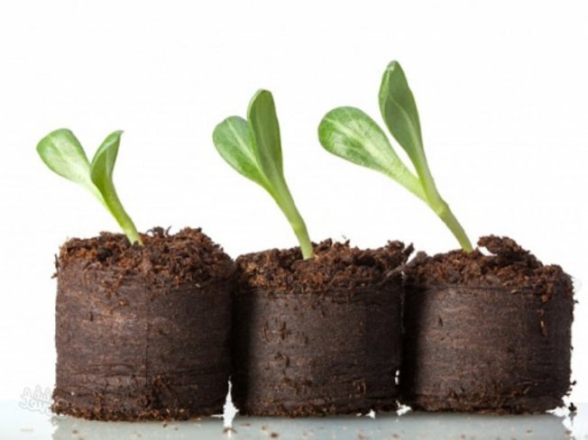 Рассада в торфяных таблетках