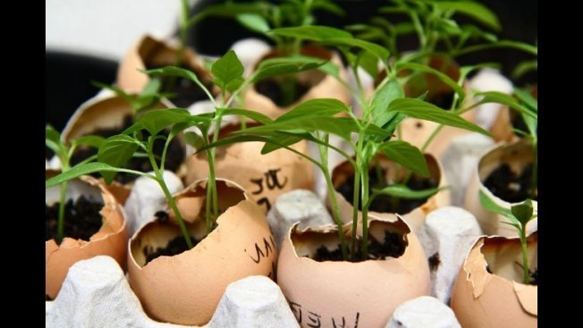 Рассада в яичной скорлупе