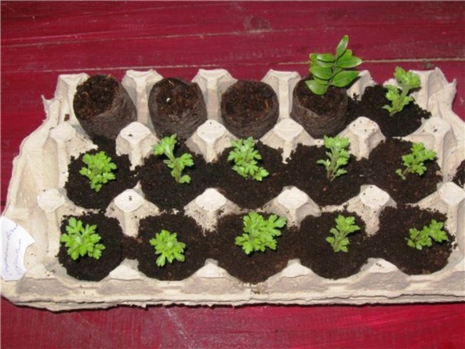 Выращивание рассады в лотках из под яиц