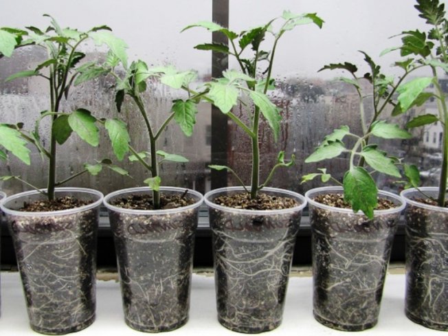 Рассада в пластиковых стаканчиках