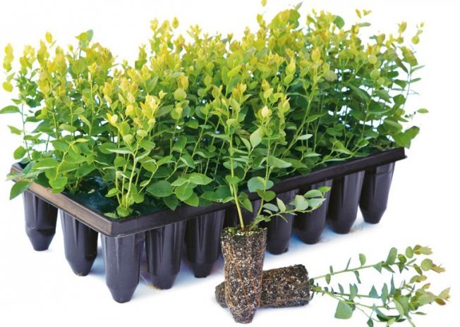 Рассада в пластиковых кассетах