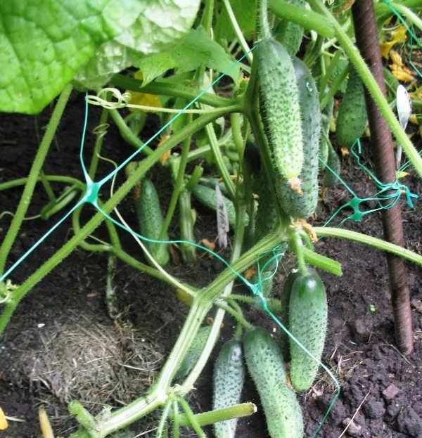 Огурец Кураж урожайность