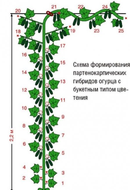 Схема формирования кустов