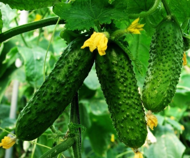 Недостатки и преимущества сорта