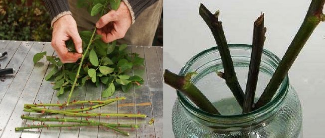 Проращивание в воде Проращивание в воде