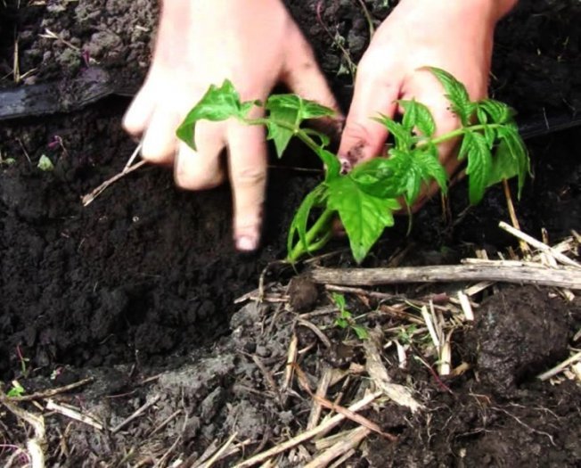 Высаживание рассады горизонтально