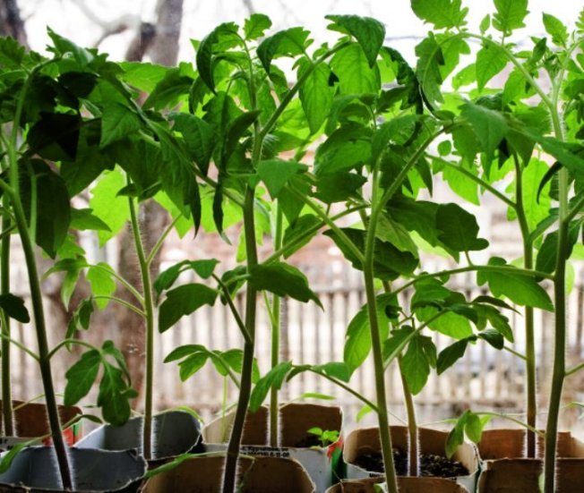 Рассада помидор