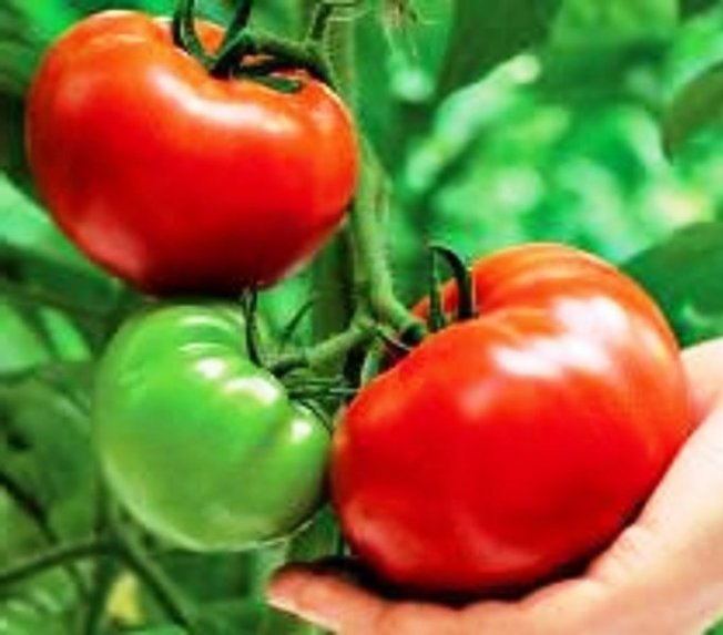 Повысить урожайность томатов