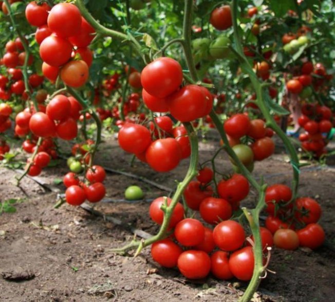 vyrashchivanie pomidor po Maslovu uvelichenie urozhaya v 8 raz4
