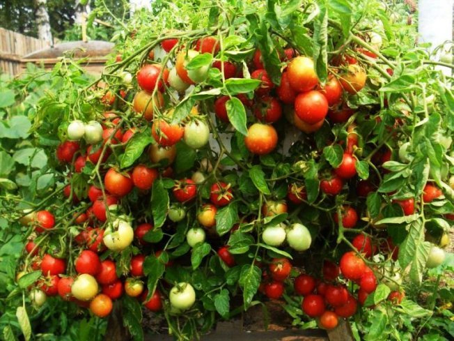 vyrashchivanie pomidor po Maslovu uvelichenie urozhaya v 8 raz5