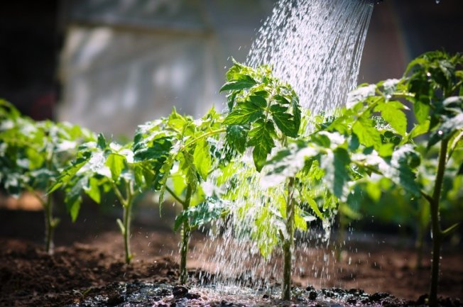 Рассада томатов Рассада томатов