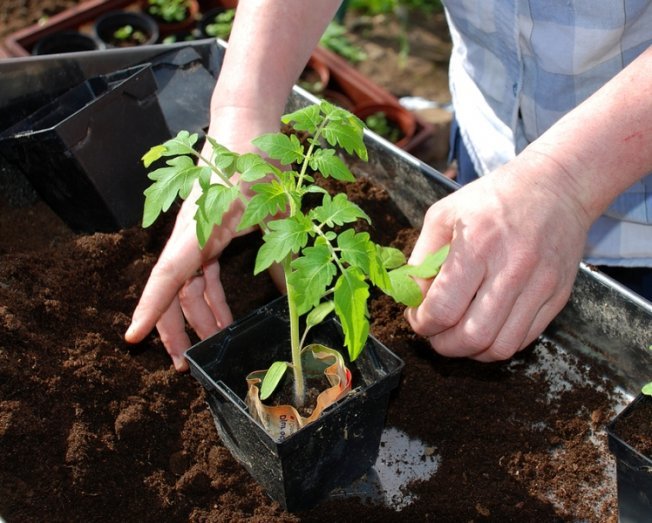 Пикировка рассады Пикировка рассады