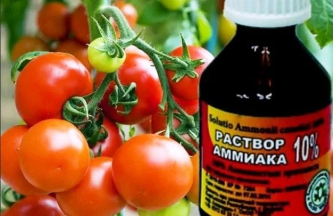 Нашатырь для удобрения томатов Нашатырь для удоьрения томатов