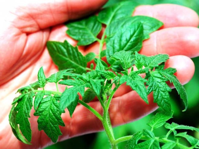 Как узнать, что рассада требует подкормки Как узнать, что рассада требует подкормки