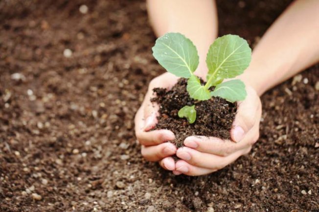 Пересадка капусты в грунт