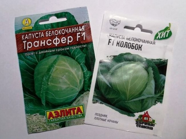 Семена капусты