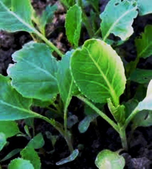 Рассада капусты