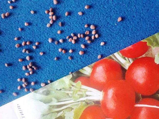 Какие семена выбрать