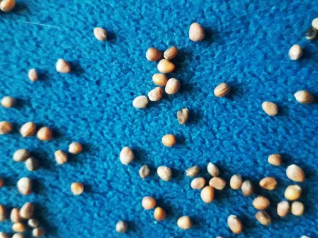 Посев редиса