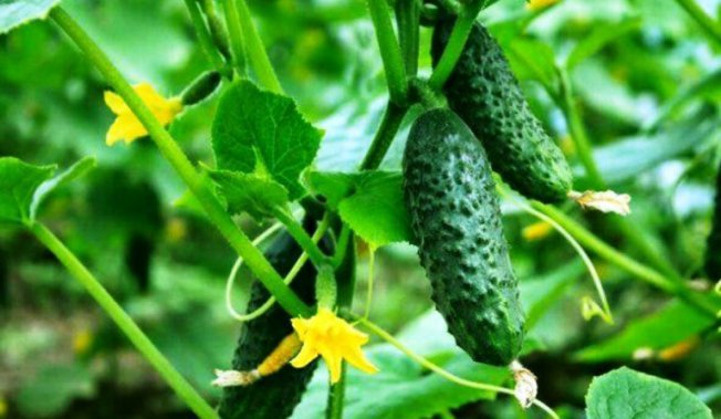 Выращивание огурцов в квартире и на балконе