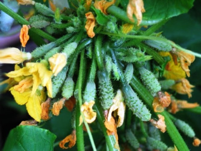 Урожайность огурцов