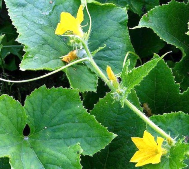 Выращивание огурцов