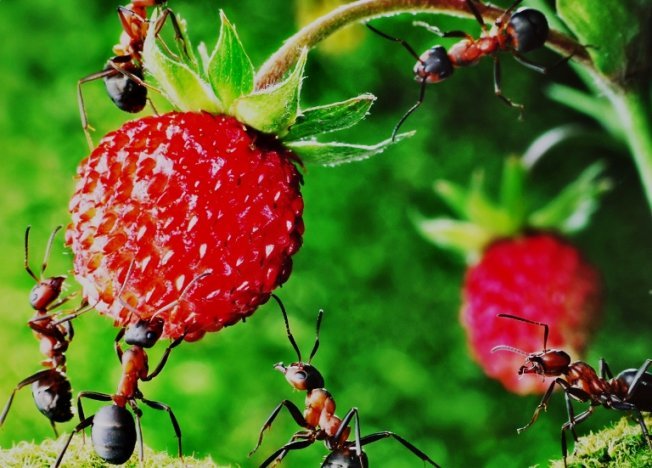 Польза и вред муравьев