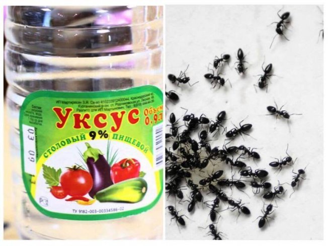 Уксус от муравьев
