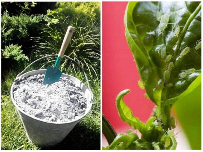 Использование золы