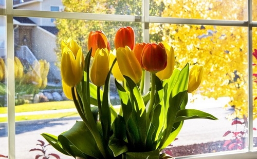 Как выращивать тюльпаны из семян в домашних условиях