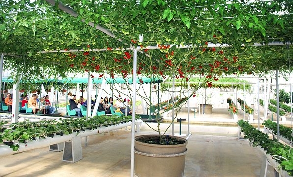 Особенности выращивания томатного дерева