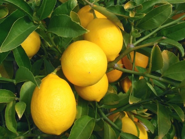 Как добиться цветения лимона в домашних условиях