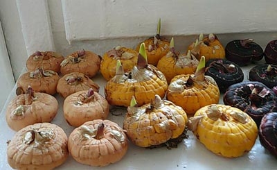 Проращивание гладиолусов: Когда доставать луковицы и как их проращивать?