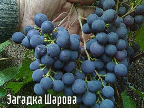 Виноград Загадка Шарова Фото Отзывы
