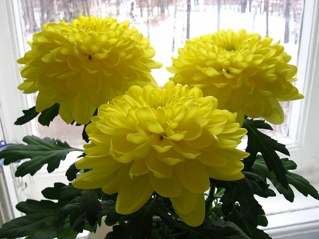 Цветы Хризантемы Фото