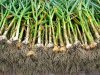 Технология выращивания чеснока 