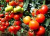 Выращивание помидор по Маслову, увеличение урожайности в 8 раз