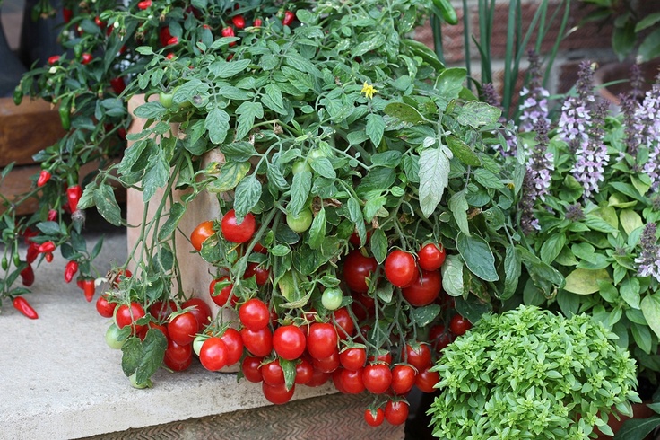 Готовим вяленые томаты дома и считаем стоимость одной банки