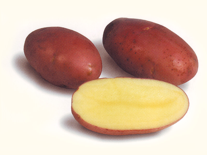Чем интересен сорт картофеля Розара