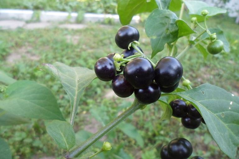 черные ягоды на огороде