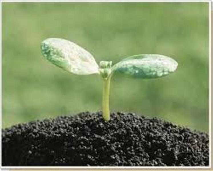 Супесчаная почва - это подходящий вариант грунта для выращивания овощей