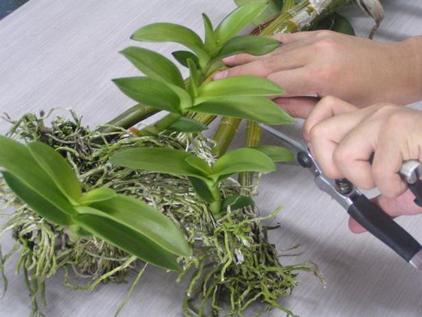 Пересадка орхидеи Фаленопсис в домашних условиях: пошаговая инструкция