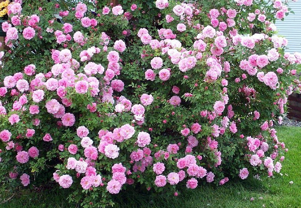 Парковая Роза Фото