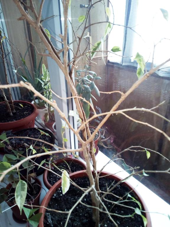 Фикус каучуконосный (Ficus elastica)