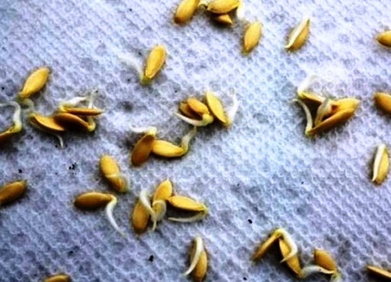 Как собрать семена огурцов, как проводится отбор и хранение посадочногоматериала, проверка всхожести