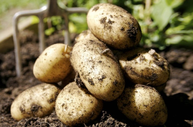 Сорт картофеля Гала, характеристики, где можно выращивать, как получитьбогатый урожай высокого качества