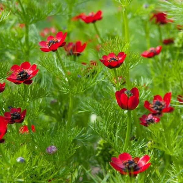 Красные цветы для клумбы фото и названия, описание, особенности растений