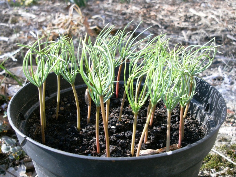 Выращивание сеянцев сосны сибирской кедровой в домашних условиях из кедровых орешков